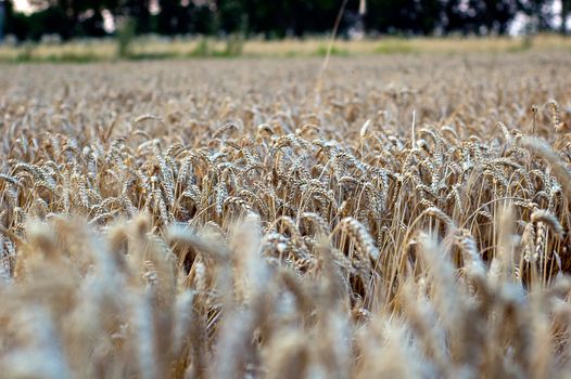 Crop of rye - golden cereal