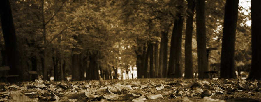 Abstract textured image of a road full of dead leaves