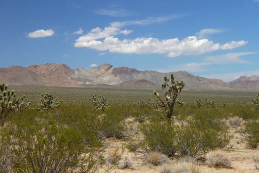 The dry landscape of the Mojave National Preserve in California.