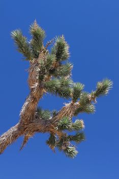 Leaves of a Joshua Tree (Yucca brevifolia) in the southern California.