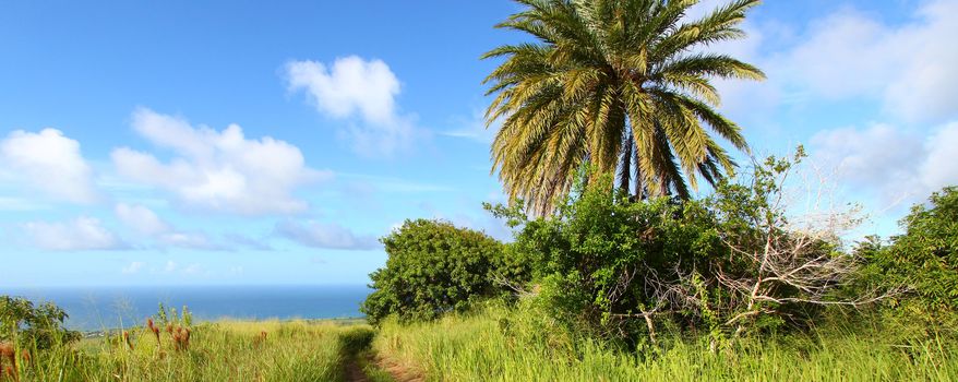 A palm tree sways in the wind on the Caribbean island Saint Kitts.