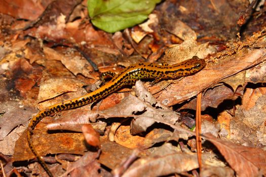 Long-tailed Salamander (Eurycea longicauda) at Tishomingo State Park in Mississippi.