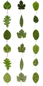 Tree leaves collage - isolated over white background - front and back