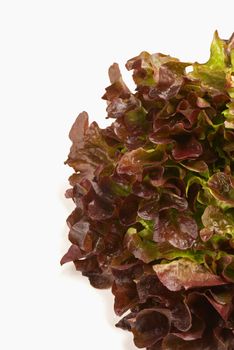 Fresh lollo rosso lettuce isolated with copy space