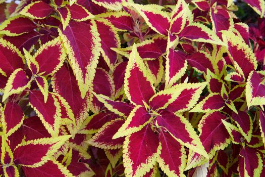 Brighltly colored violet and yellow leafed coleus plant