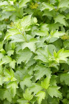 Green foliage on a guelder-rose bush with drops