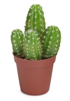 Four of a cactus in a pot isolated on white background