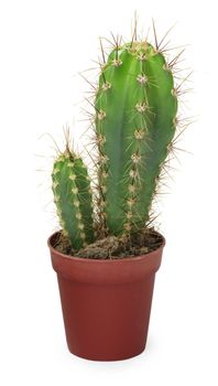 Two small cactus in a pot isolated on white background