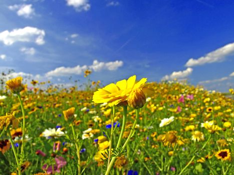 meadow with flowers