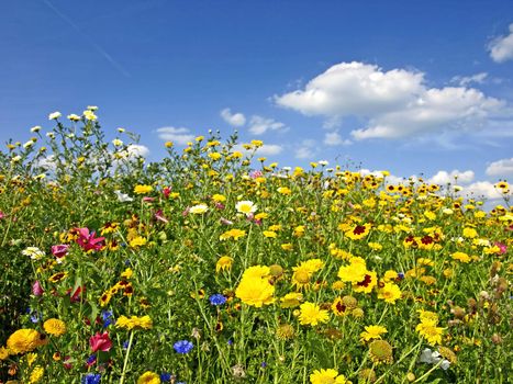 meadow with flowers