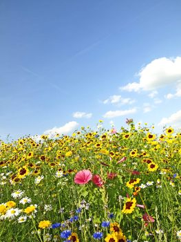 meadow with flowers