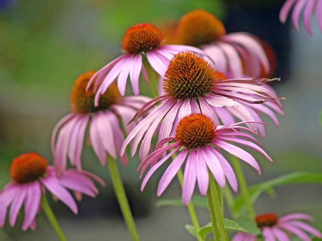 a blooming coneflower, medicine plant of the american native