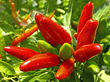 chiliis at a plant