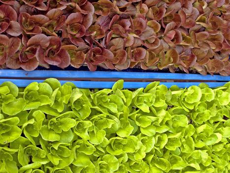 seedlings of salad