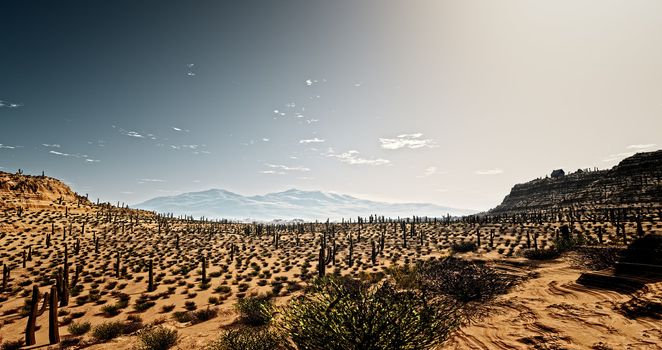 An image of the Arizona desert with cacti