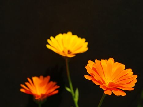 marigold on a blck background