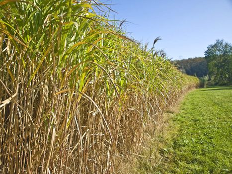 The renewable resource switchgrass for heating and production of diesel