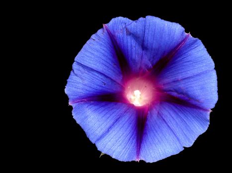 flower of morning glory