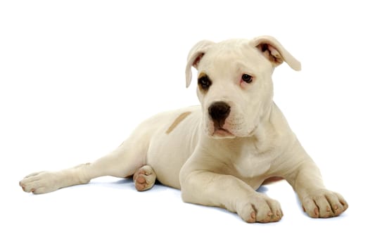 Sweet puppy dog resting on a white background