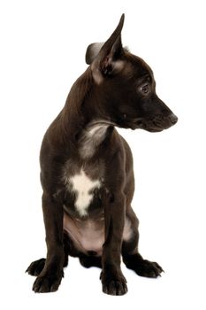 A sweet black puppy dog on a clean white background. Mix of a miniature pincher and a chihuahua.