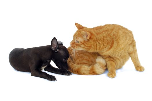 Cat and dog together on a clean white background