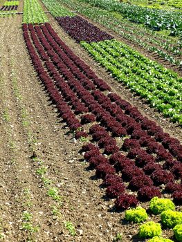 seedlings of salad