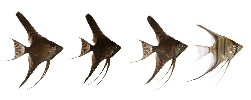 Black scalar fish are swimming after white scarlar fish. 2000 x 5000 pixls