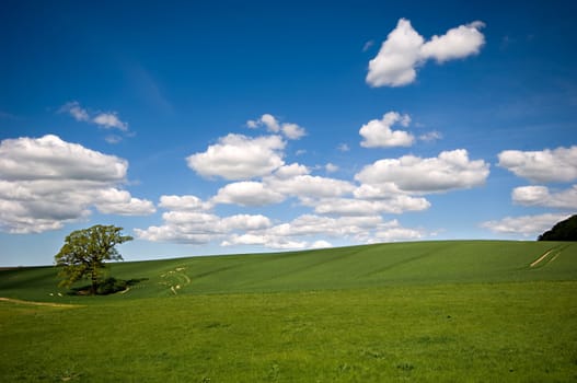 Landscape with a tree on a hill. The sky is blue with white clouds.