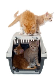 Very sweet cat kittens is ontop and inside of a transport box taken on a clean white background