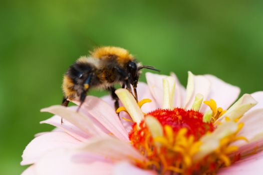 Bee on a flower in a garden gathering honey