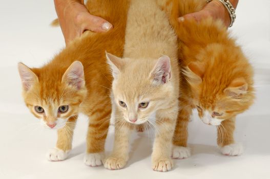 Woman is holding three sweet cat kittens