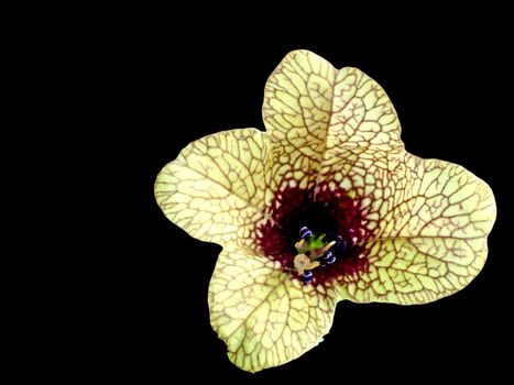 a blooming black henbane