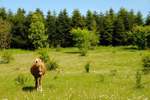 A horse is standing on a green medaow, at a summer day, with trees in the background.