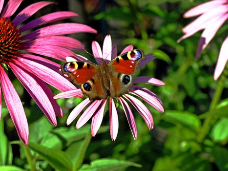 peacock butterfly on cone flower