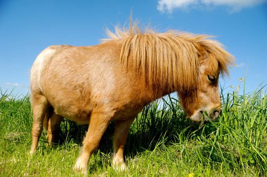 A sweet young horse is eating green grass