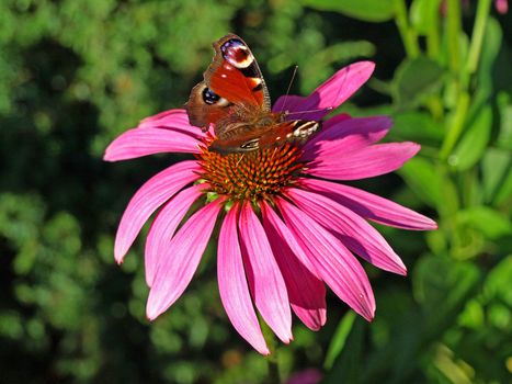 peacock butterfly on cone flower