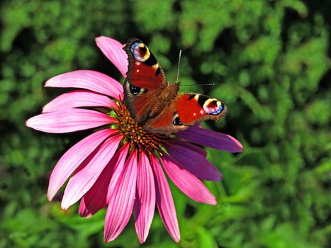 peacock butterfly on cone flower