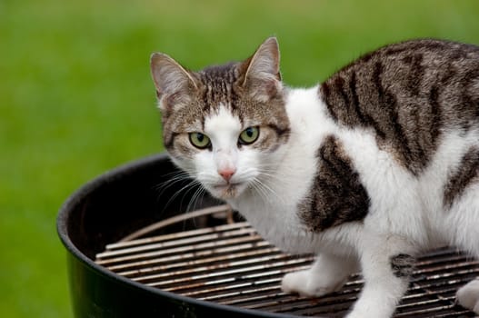 A hungry cat sitting on a barbecue grill