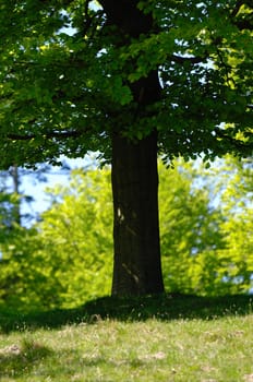 A tree in the wood