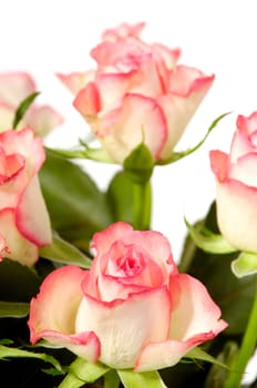 Pink and white rose flowers isolated on white background