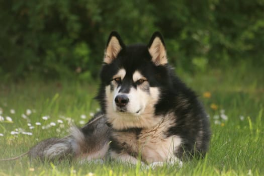 A nice alaskan malamute in the garden