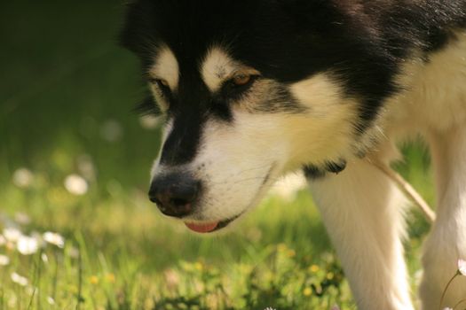 A nice alaskan malamute in the garden