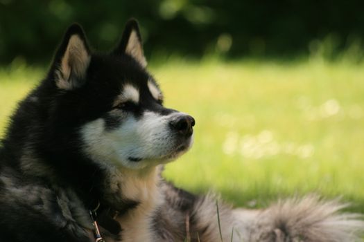 A nice alaskan malamute in the garden