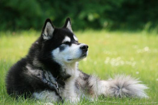 A nice alaskan malamute in the garden