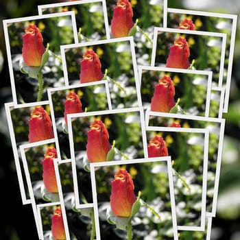 collage of many photographs different red roses flowers