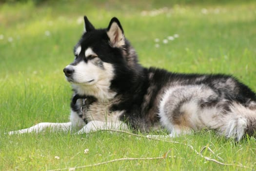 A nice alaskan malamute in the garden