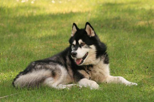 A nice alaskan malamute in the garden