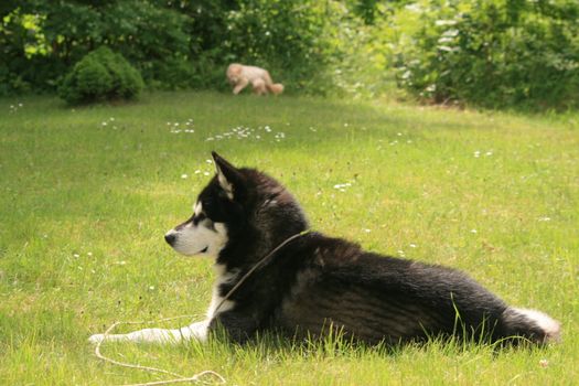 A nice alaskan malamute in the garden