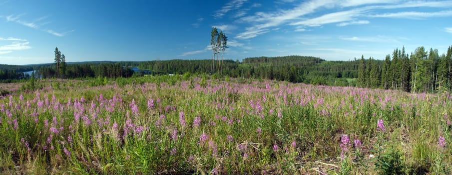 Its the meadows of Wild lupins and many different flowers, surrounded with  birch and coniferous forests and lakes at the background in the municipality of Hankasalmi, in Central Finland 