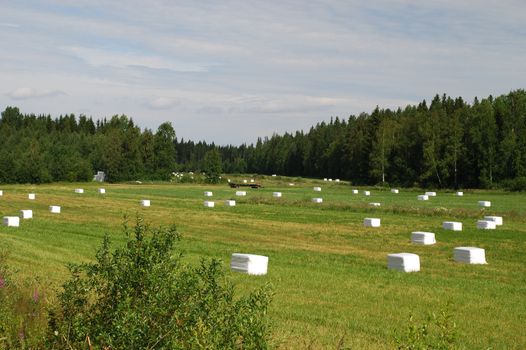 Meadows of Eastern Finland, Northern Savonia region, , dried hay pached in wite plastic film are over the field, the mowing is surrounded by the forest


